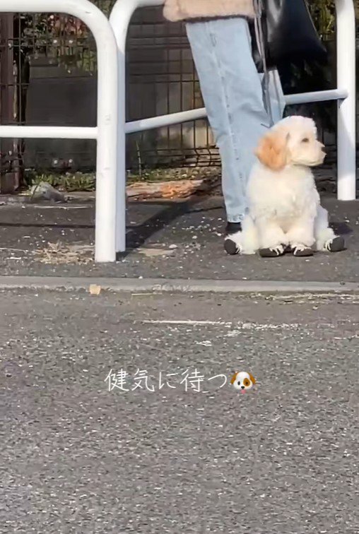 飼い主さんを待つでんでん君4