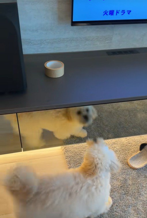 ガムテープを取りたいぬい君6