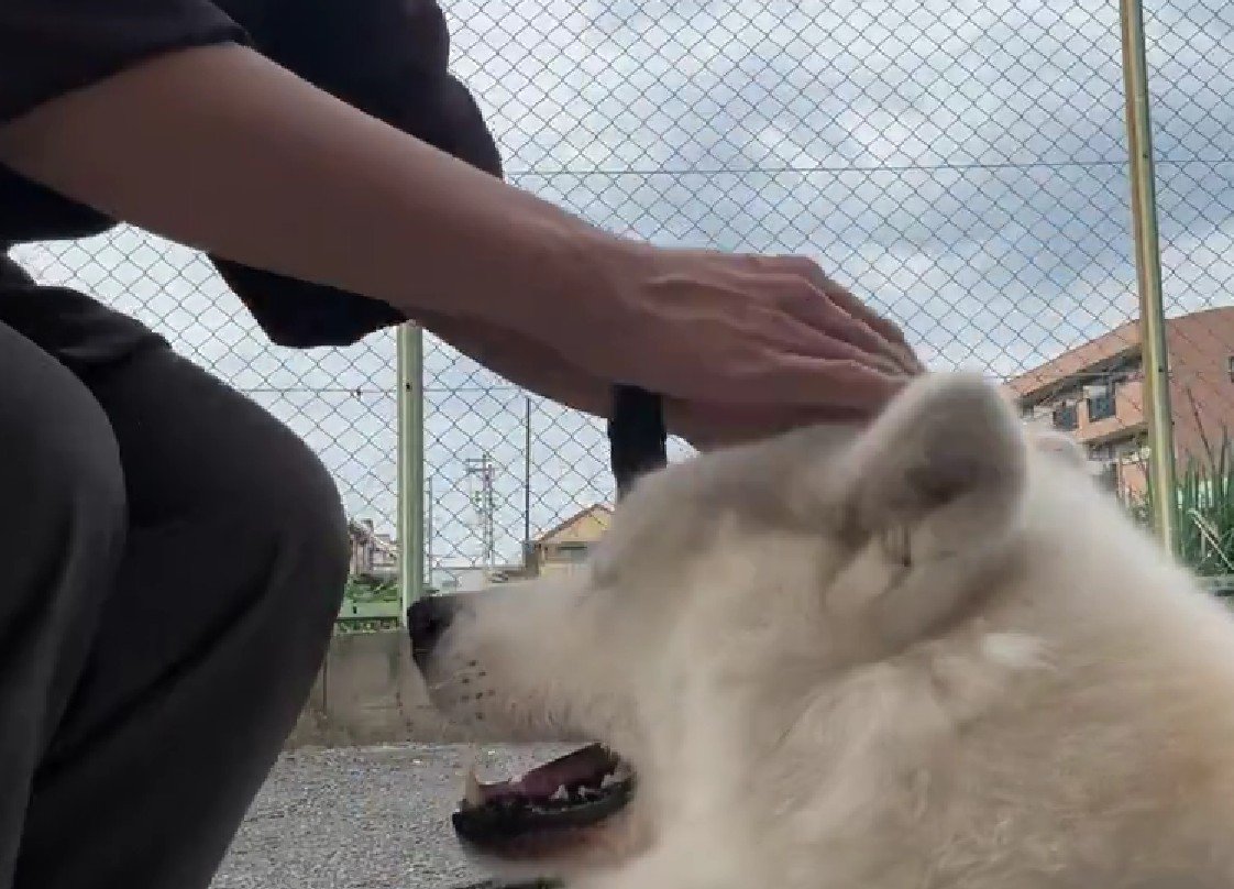 散歩拒否する凛太郎ちゃん