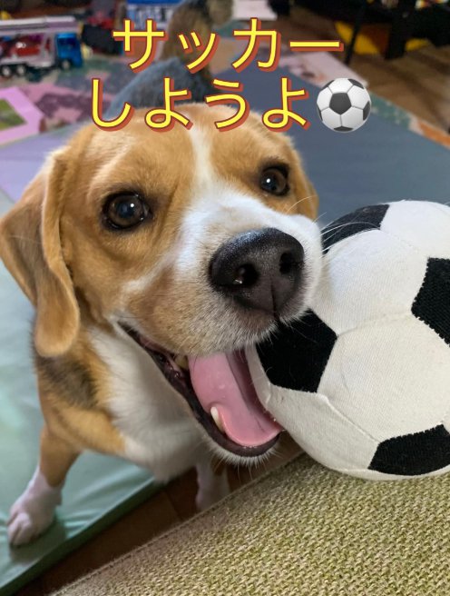 ボール遊びに誘う中型犬