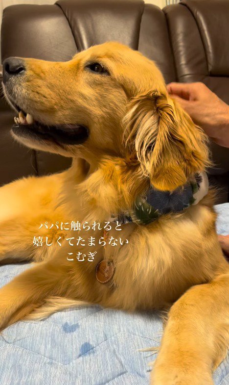 こむぎちゃんをナデナデ2