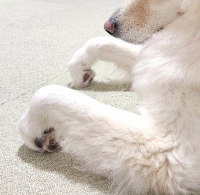 つるちゃんの伏せ2