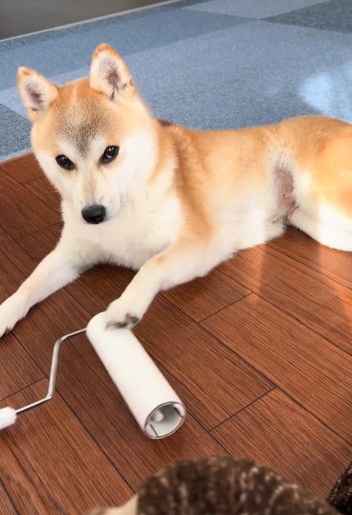 コロコロを要求するクウちゃん