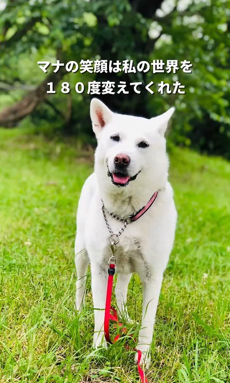 マナちゃんの現在までの軌跡6