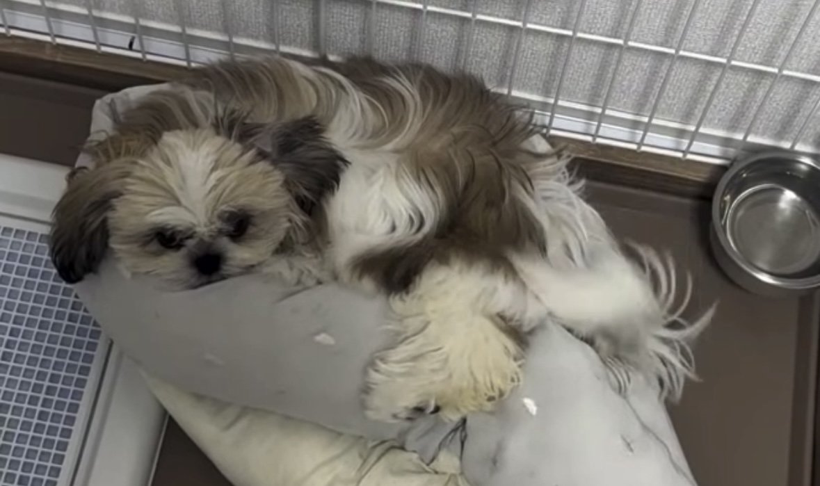 ベッドに寝る犬