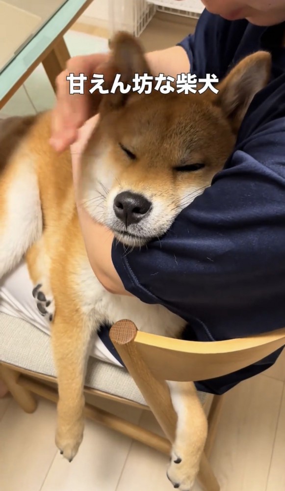 抱っこされながら目を細める犬