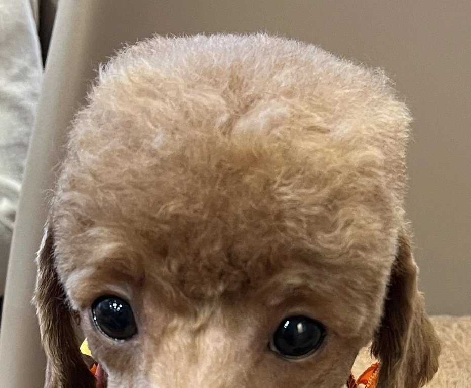 四角く整えられた頭の犬