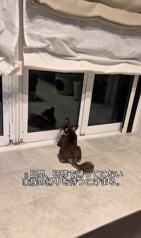 お兄ちゃんの帰りを待つこげまる君2