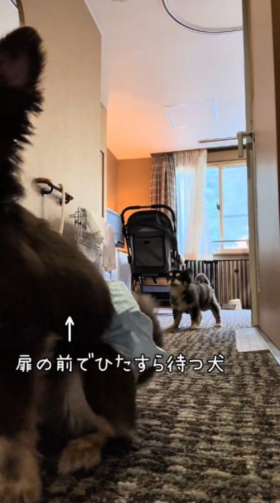 ドアの前に座る茶色いチワワ