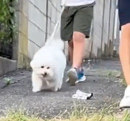 地面に落ちた男性のハンカチ