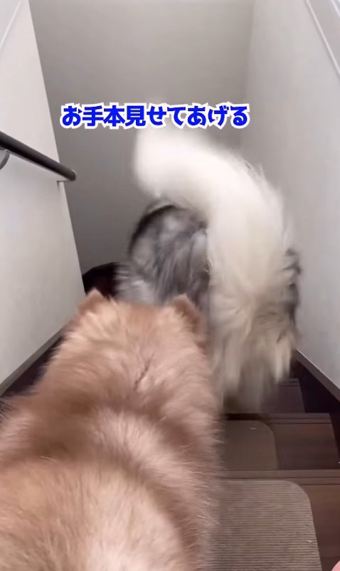 降り方を見せてあげる兄犬