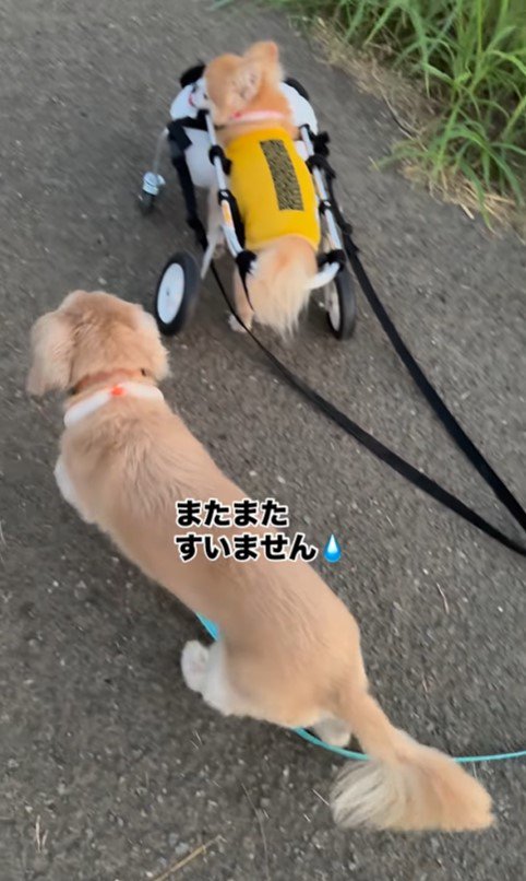 お散歩を楽しむさくらちゃん9