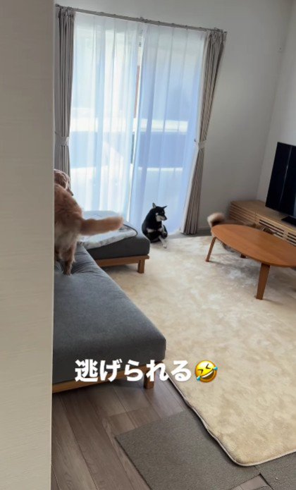 分かってくれたみたい♪