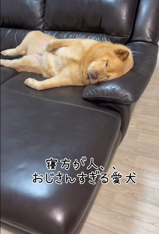 ぽぽ太くんの寝姿