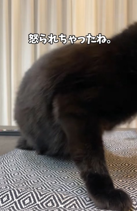 小型犬を怒る猫