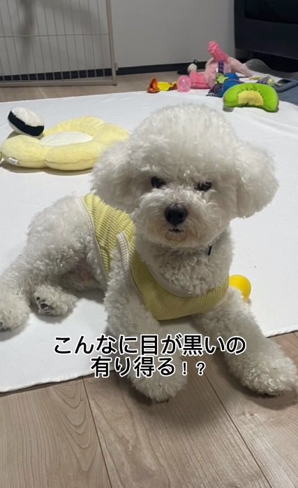 パパが撮ったポテトくん3