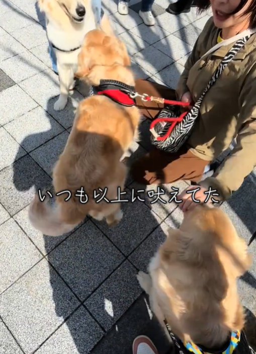 吠える犬