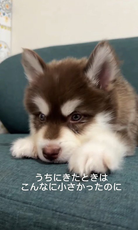 琥珀くんの成長記録2