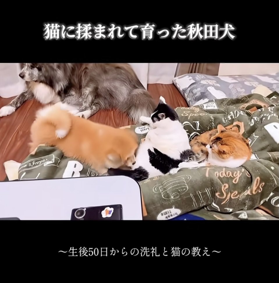 猫パンチの準備は万端