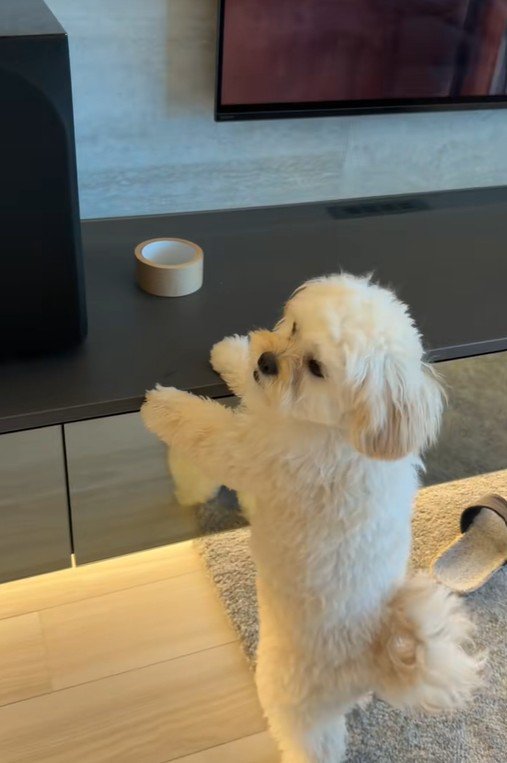 ガムテープを取りたいぬい君7