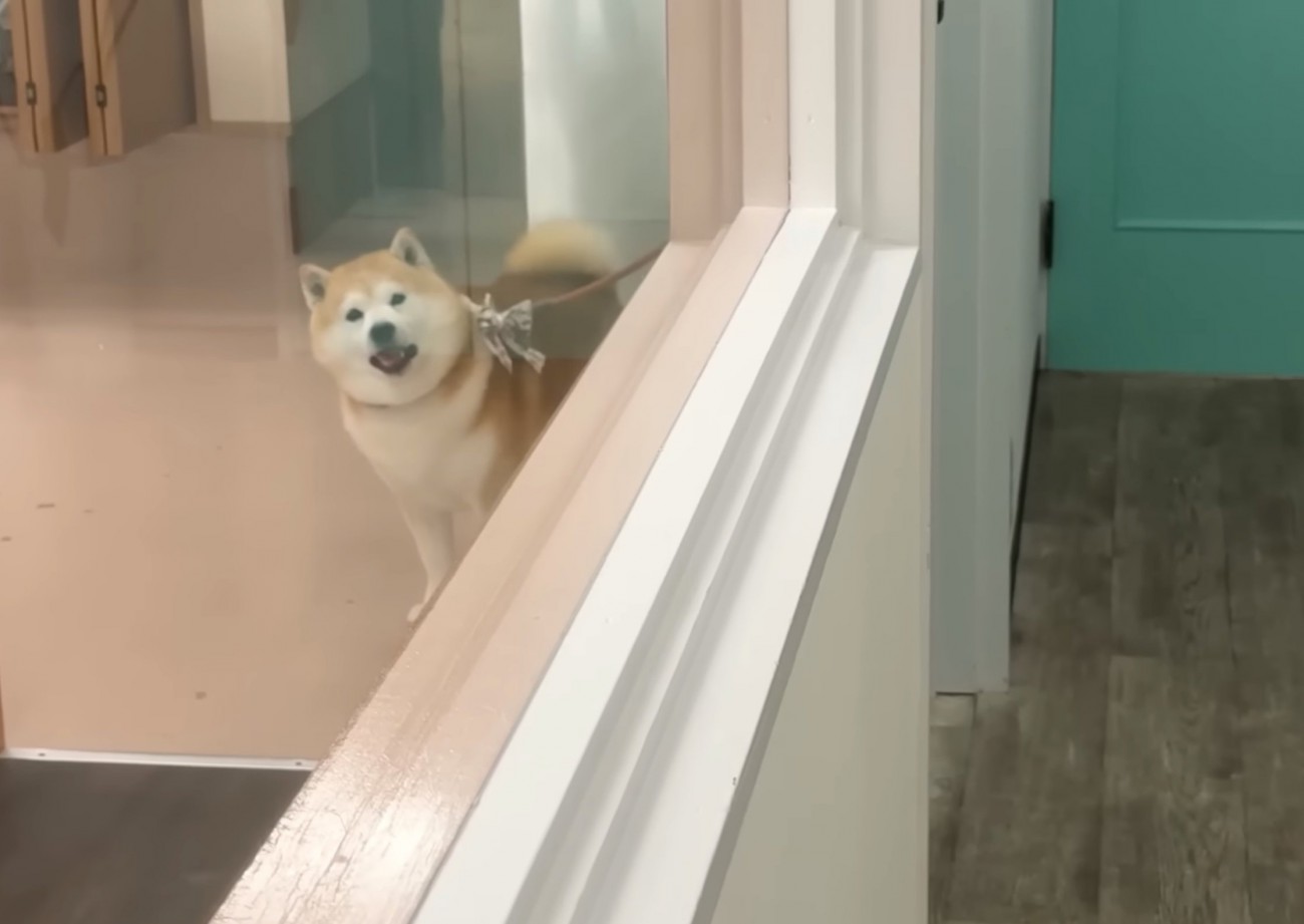 吠える柴犬