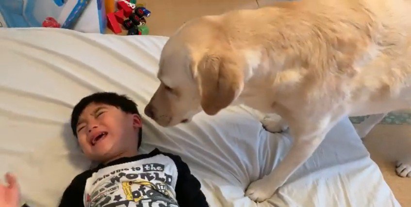 男の子を起こすバウくん9