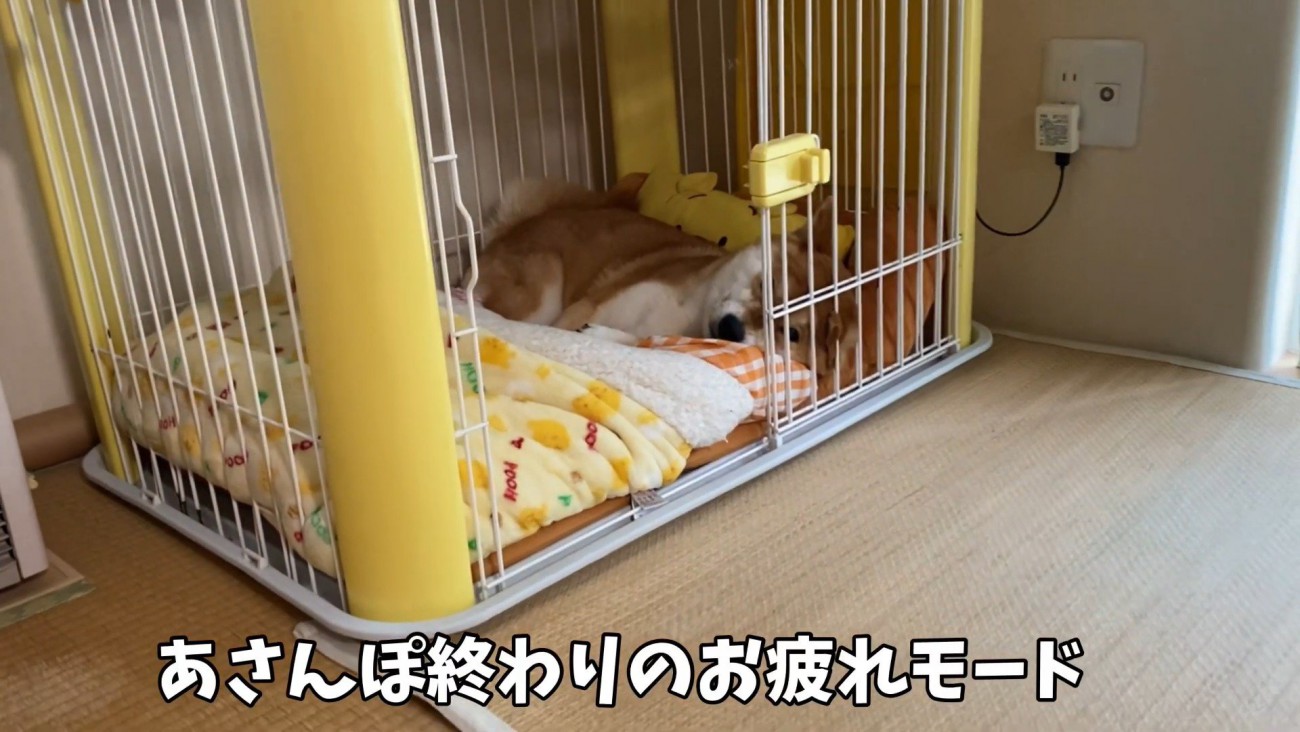 お散歩後のゆきちゃん