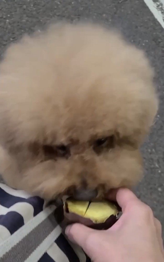 焼き芋を頬張る犬