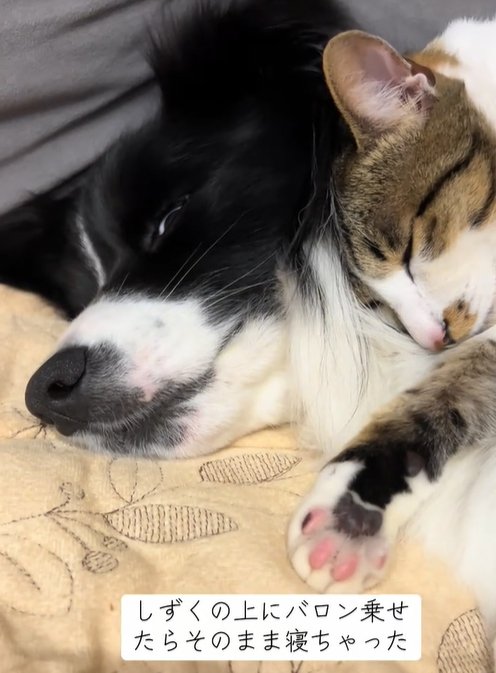 くっついて眠る中型犬と猫