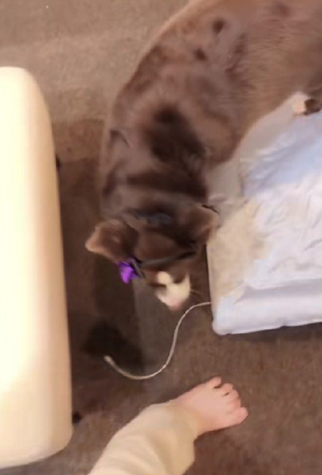 飼い主さんが移動すると…