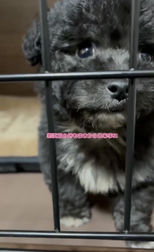 ケージ越しに見つめる犬