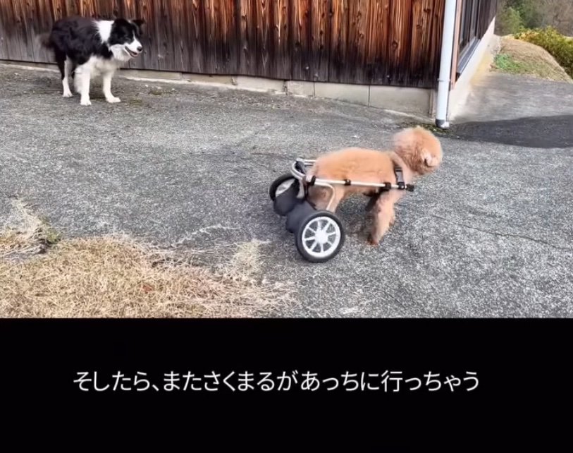 段差に近づく車椅子の犬