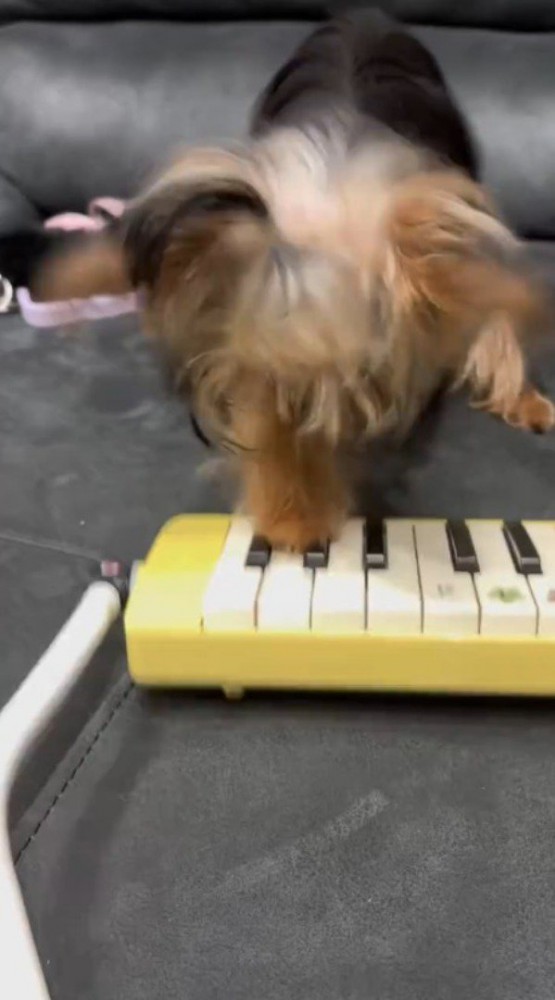 鍵盤ハーモニカに前足を乗せる犬