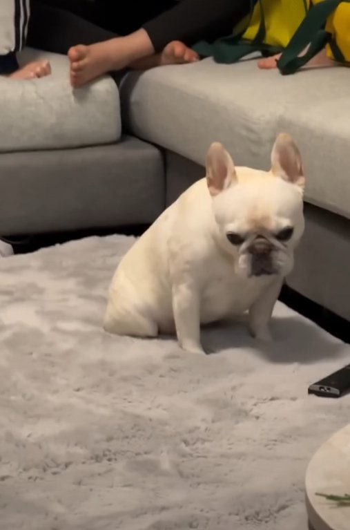 落ち込む犬2