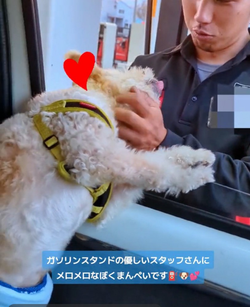 スタッフさんに撫でてもらう犬2