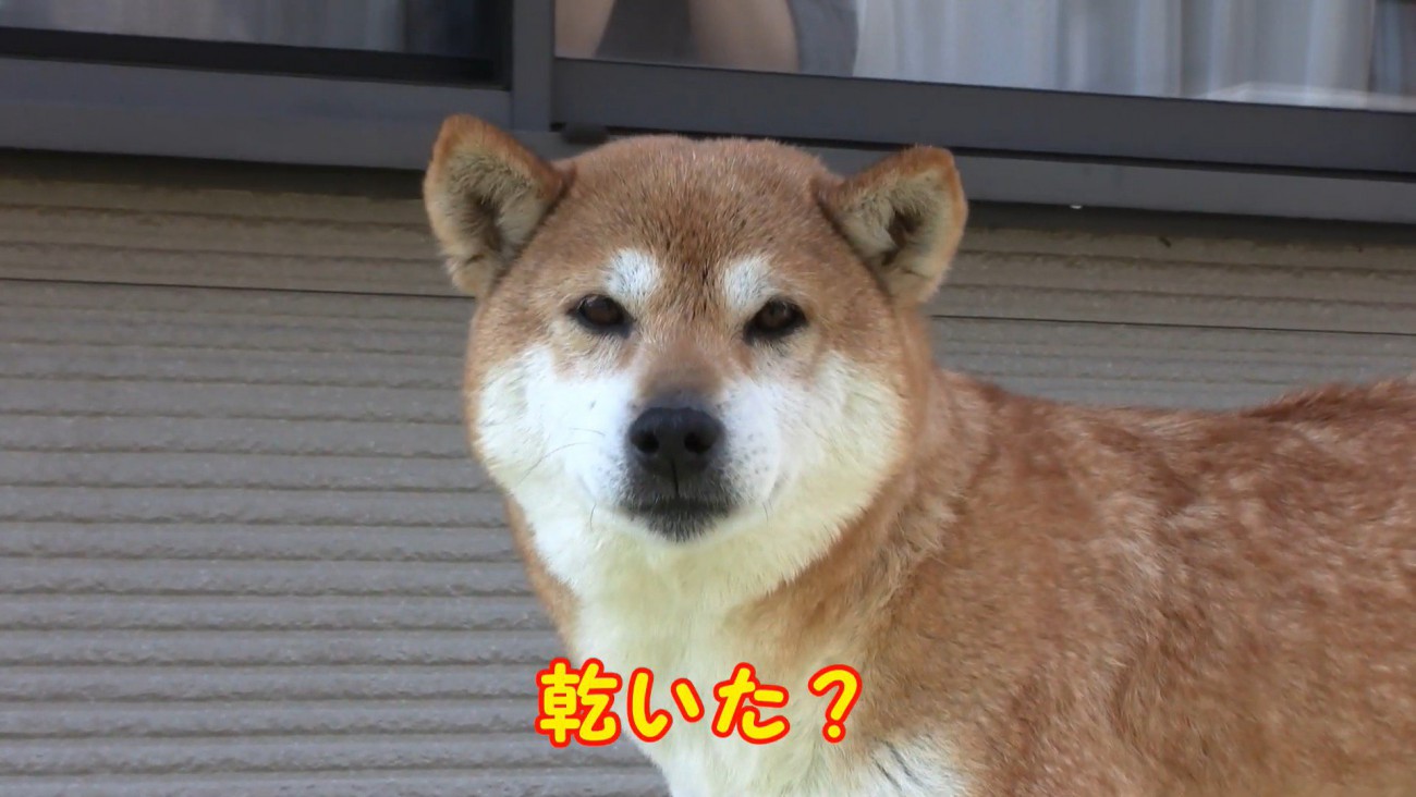 綺麗でモフモフになりました♪