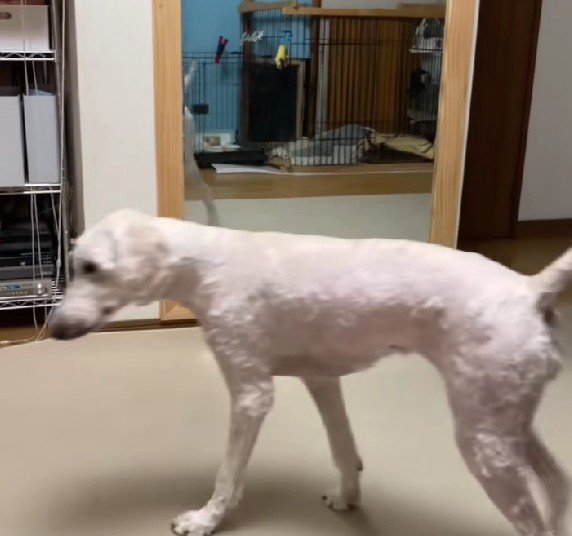 「そんなわけないか…」