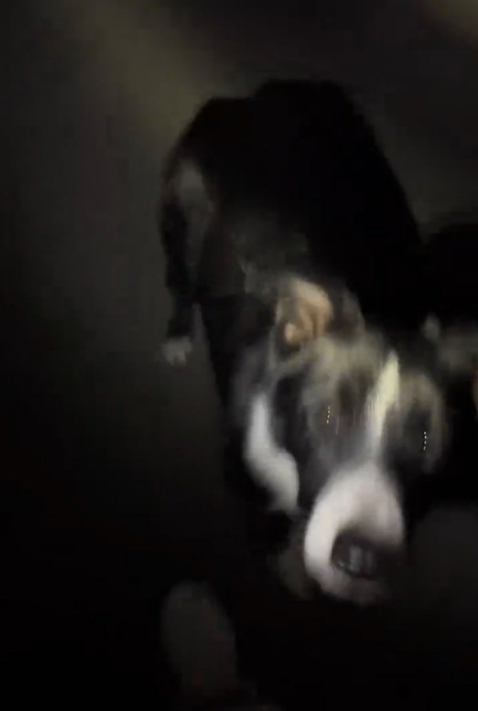 見上げる犬