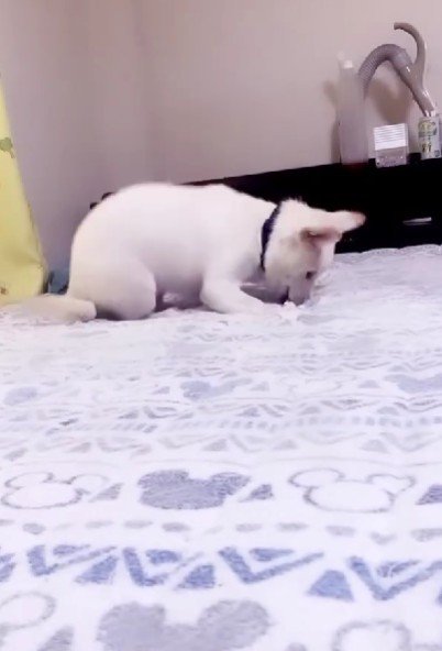 子犬のころはやんちゃ！