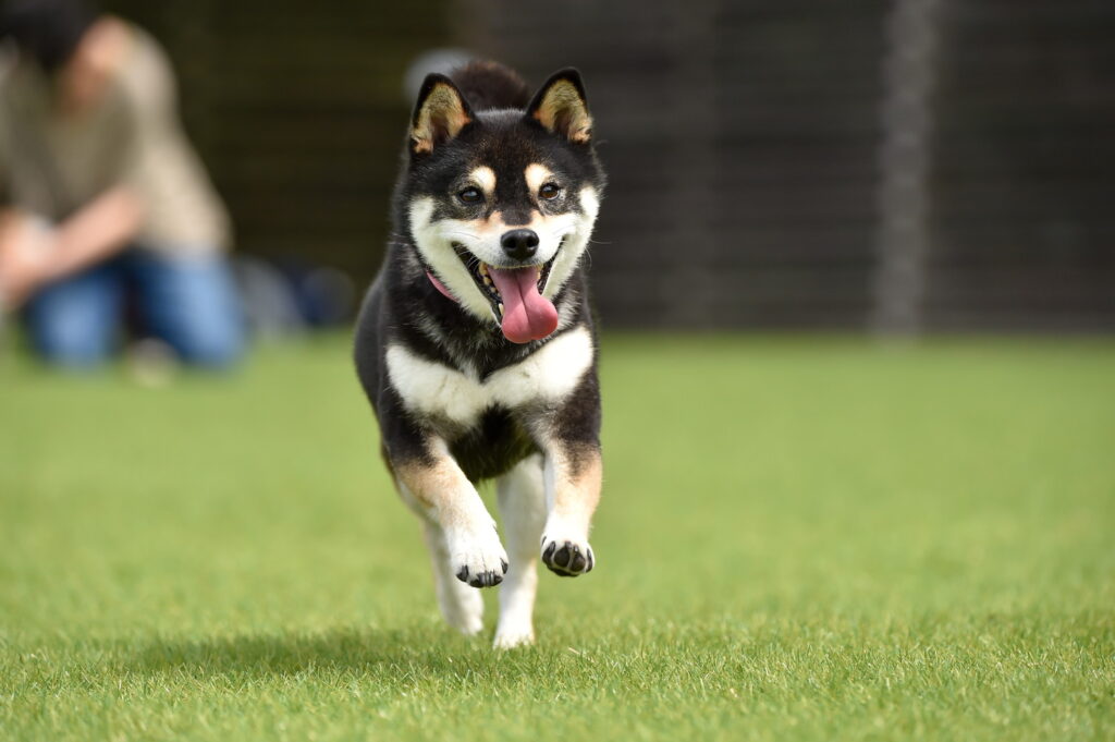 黒柴が人気な理由!毛色の特徴や性格、値段の相場から飼育費用まで紹介 | わんちゃんホンポ
