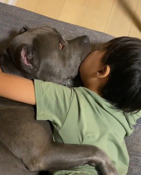 飼い主の気配に気づいて目を開ける犬