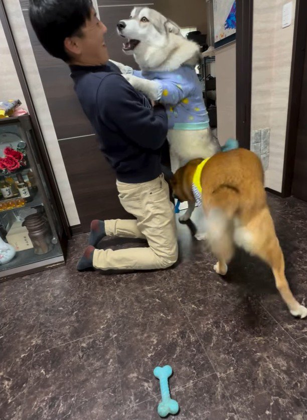 パパさん帰宅時のワンコたち4