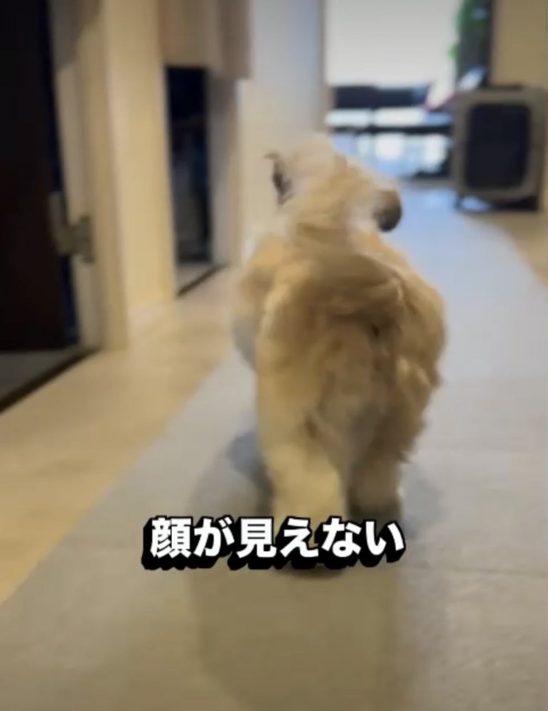 お尻を振る犬