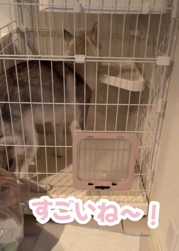ケージ内を見回す犬