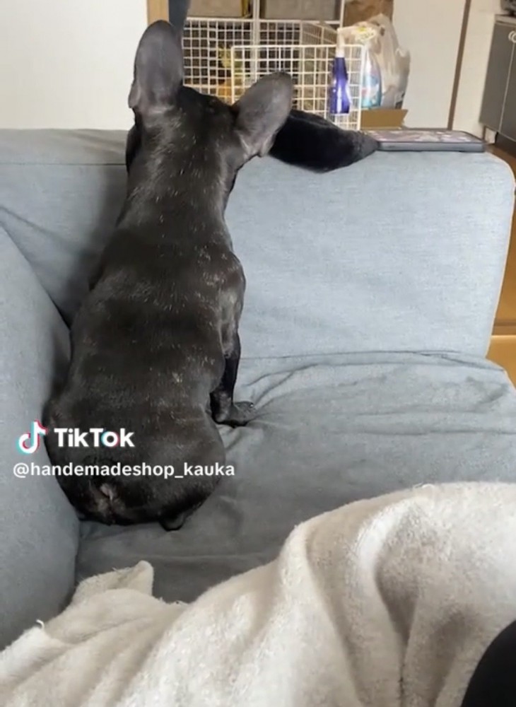 ソファで背を向ける犬