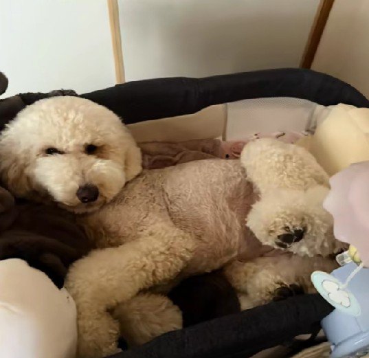 憧れが手に入ったね！