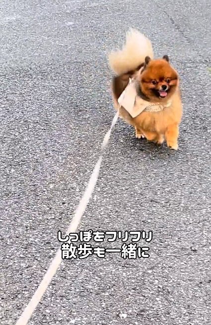 散歩するトムくん