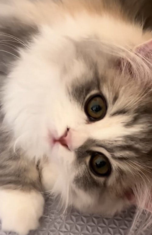 横になる子猫