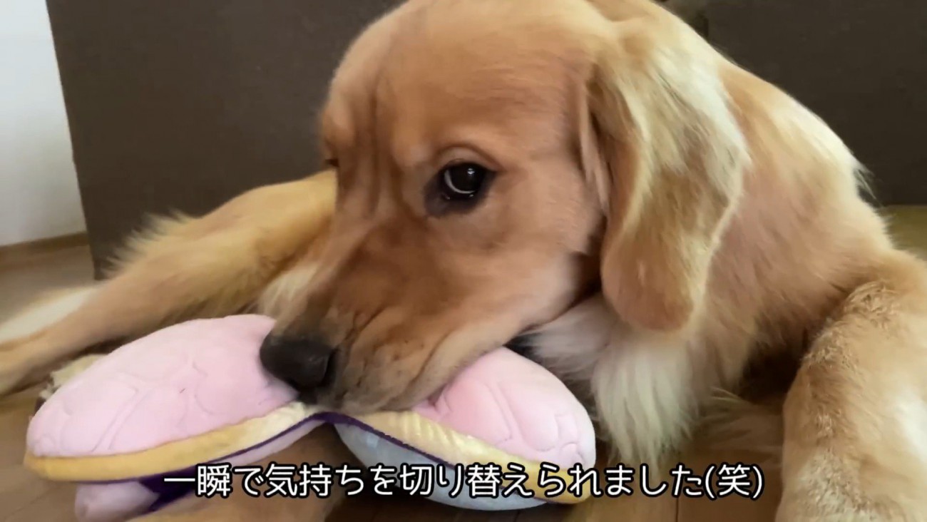 ママさんもおもちゃも独り占め♡