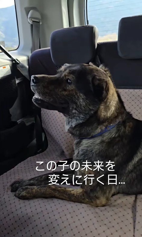 譲渡会に参加するために移動